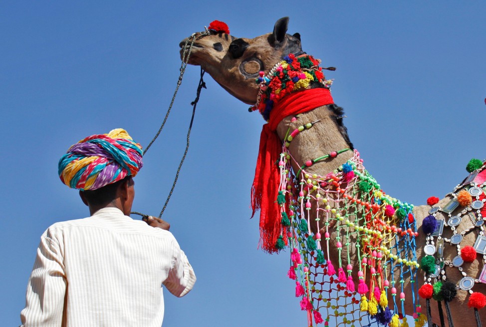 A trader displays his camel during a camel decoration competition at Pushkar Fair, where animals mainly camels are brought to  be sold and traded in the desert Indian state of Rajasthan