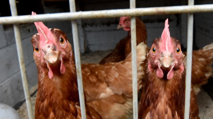 Tiergesundheit: Eingesperrte Hühner blicken durch das Gitter ihres Stalls. Wegen der Vogelgrippe haben die Behörden in einigen Landkreisen Stallpflicht angeordnet.