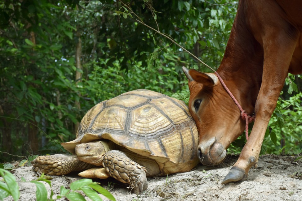 Rind und Schildkröte werden ziemlich beste Freunde