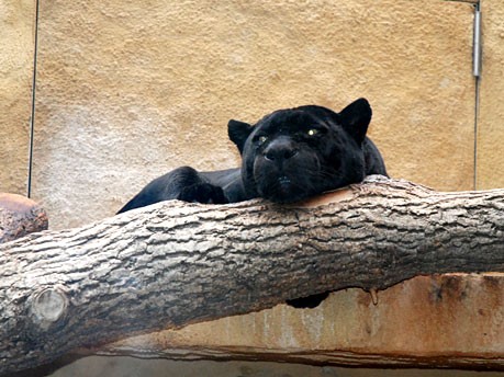 Tierpark Hellabrunn, Jaguar Baby
