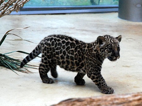 Tierpark Hellabrunn, Jaguar Baby