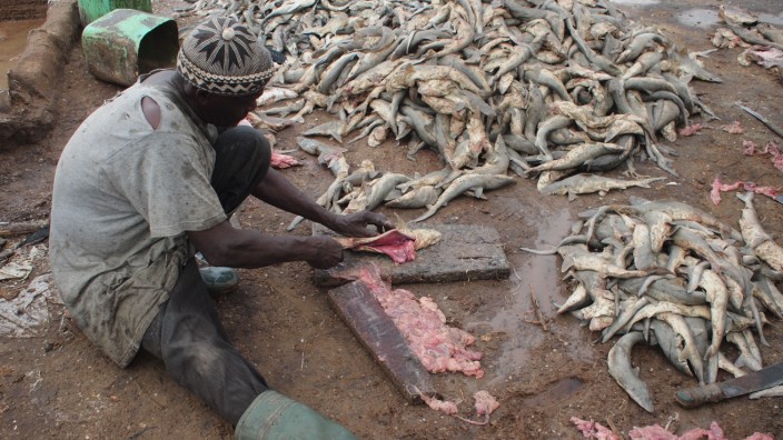 Fischerei in Afrika: An der Küste Senegals: Jeden Abend landen die Einheimischen Tonnen von Fisch am Strand von Joal an. Danach wird der Fang aufgeteilt: Was in Afrika bleibt, wird auf den schmutzigen Boden geworfen; was nach Europa kommt, wird sauber gehalten.