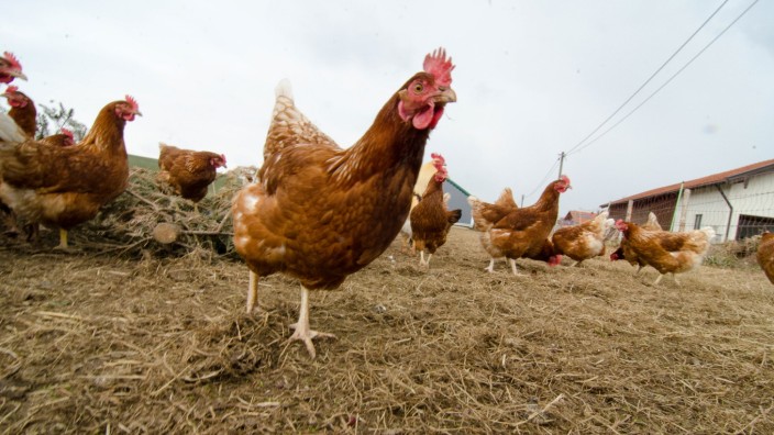 Vogelgrippe: Auslauf ist eine Voraussetzung für Biozertifizierung. Doch in Zeiten der Vogelgrippe müssen nun auch Biohühner bayernweit in den Stall.