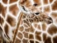 Giraffe in Amsterdam zoo