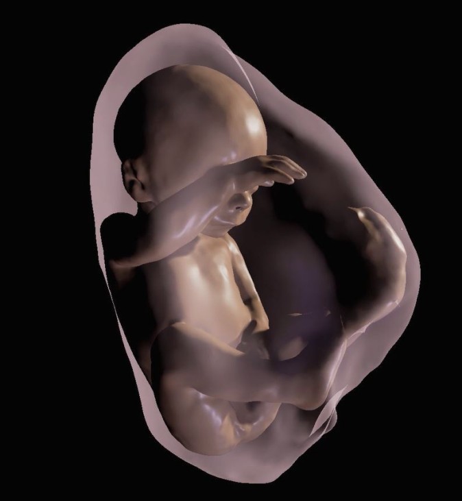3D-Modell vom ungeborenen Baby