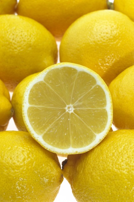 Yellow Lemons citrus limonum PUBLICATIONxINxGERxSUIxAUTxONLY