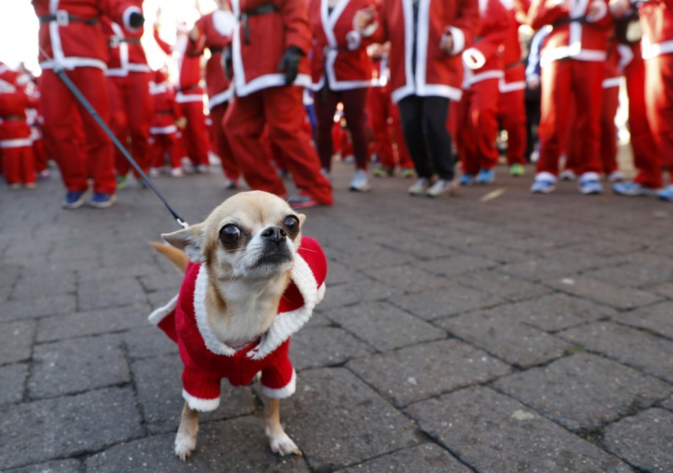 A dog with a Santa hat waits with its owner to start the annual charity Santa run in Loughborough