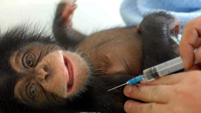 A Chinese zookeeper vaccinates a 44-day-old chimp at Hefei Safari Park, East China's Anhui province.