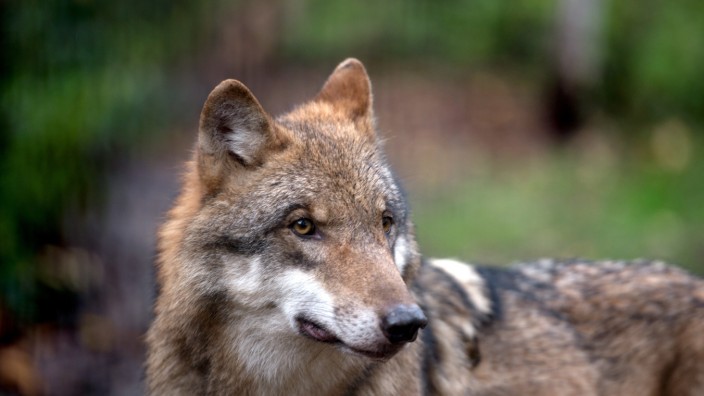 Erster Wolf im Süden Sachsen-Anhalts entdeckt