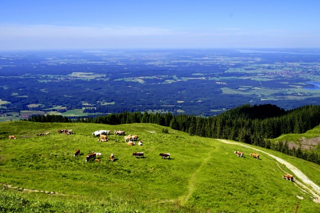 Bad Kohlgrub: Almwiese am Hörnle / Sonnentag am Berg