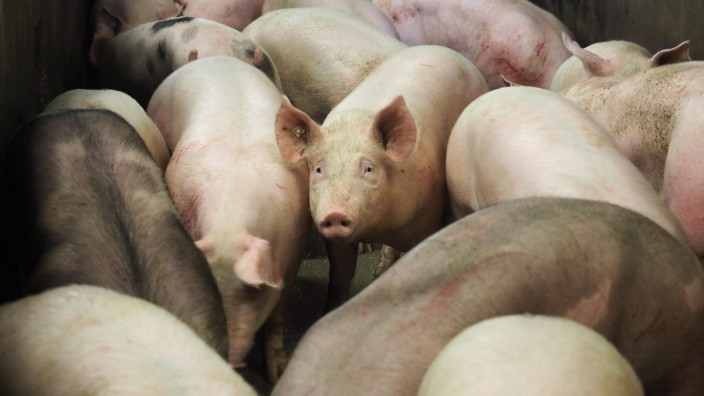 Schlachthöfe in Bayern: Der letzte Tag: Die Schweine müssen vor dem Schlachten betäubt werden, aber viele bayerische Höfe, so die Studie, haben damit Probleme.