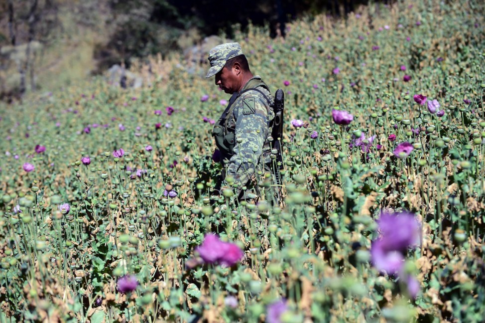 Mexican army faces uphill battle against opium poppies