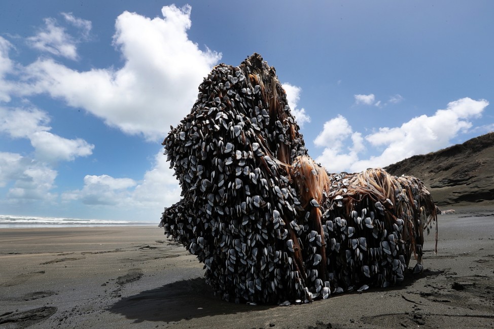 Large Barnacle Covered Object Washed Up On Muriwai Beach