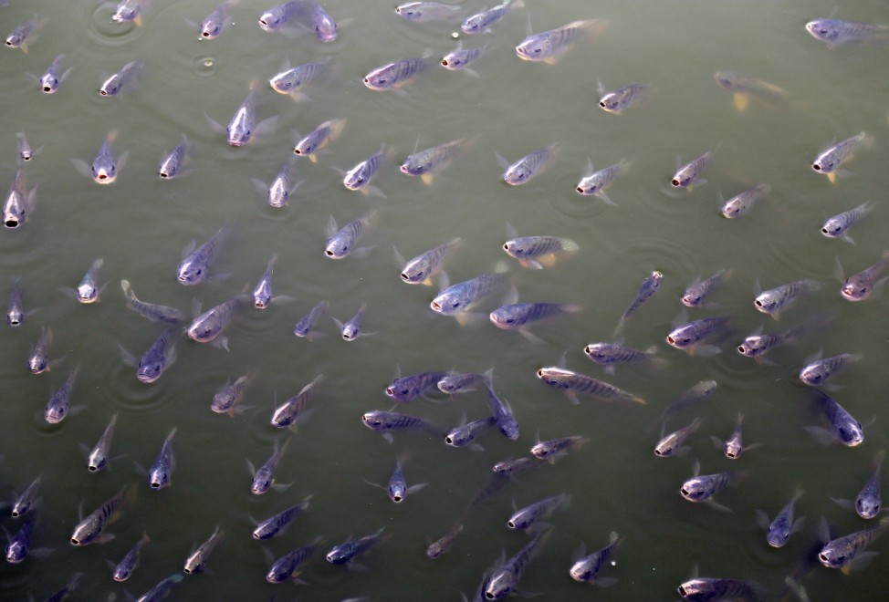 Fish gather in a corner as they are fed by passers-by at the Ana Sagar Lake in Ajmer