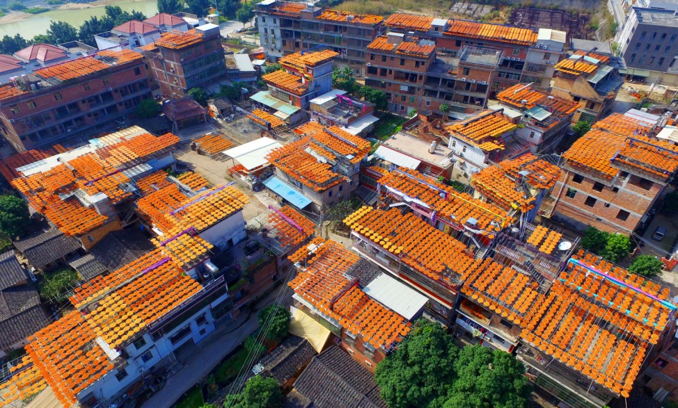 Persimmons dry on rooftops in Anxi county, Quanzhou