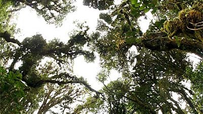 Umfrage: Der Regenwald in Costa Rica: Die Gefahr, die der Klimawandel für Natur und Menschen bedeutet, beängstigt laut einer Umfrage nur 14 Prozent der Menschen