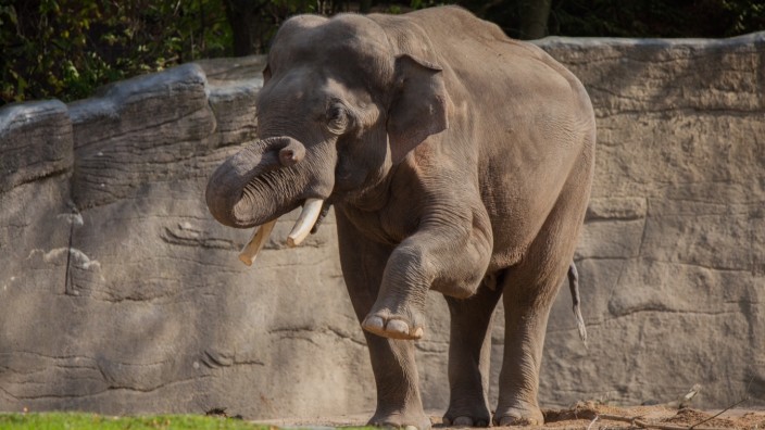 Tierpark Hellabrunn: Gajendra ist in Hamburg beliebt, soll aber so bald wie möglich ins neue Elefantenhaus in Hellabrunn zurückkehren.