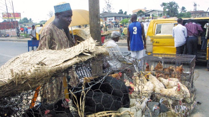 Geflügelhändler in Nigeria, erstes Autreten der Vogelgrippe in Afrika, 2006