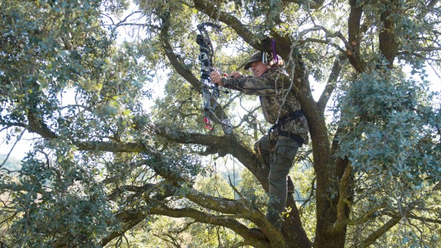 Spanien: Häufig verstecken sich die Jäger in Baumkronen, um die wilden Tiere besser überraschen zu können.