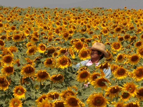 Thailand Sonnenblume; Reuters