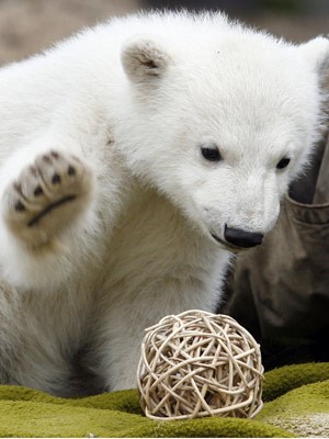 Eisbär Knut; AP