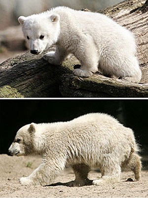 Eisbär Knut; ddp