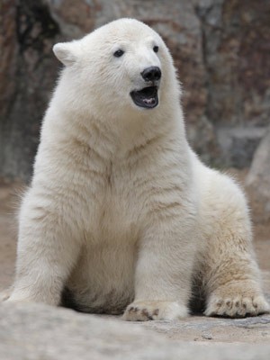 Eisbär Knut; dpa