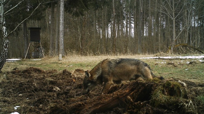 Bericht von Passanten: Eine Fotofalle im Kreis Starnberg schoss im März 2016 dieses Bild eines Wolfs. Nun könnte das Tier auf Streifzug bis nach Mooseurach gekommen sein.