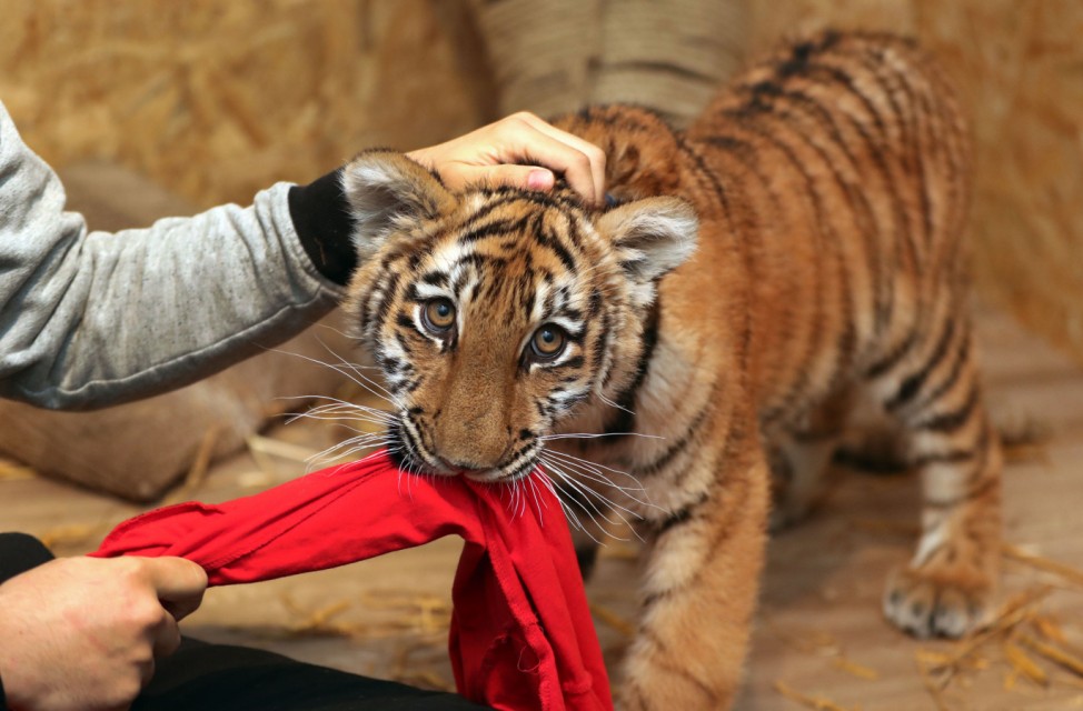 Zirkusfamilie zieht  Tigerkind auf