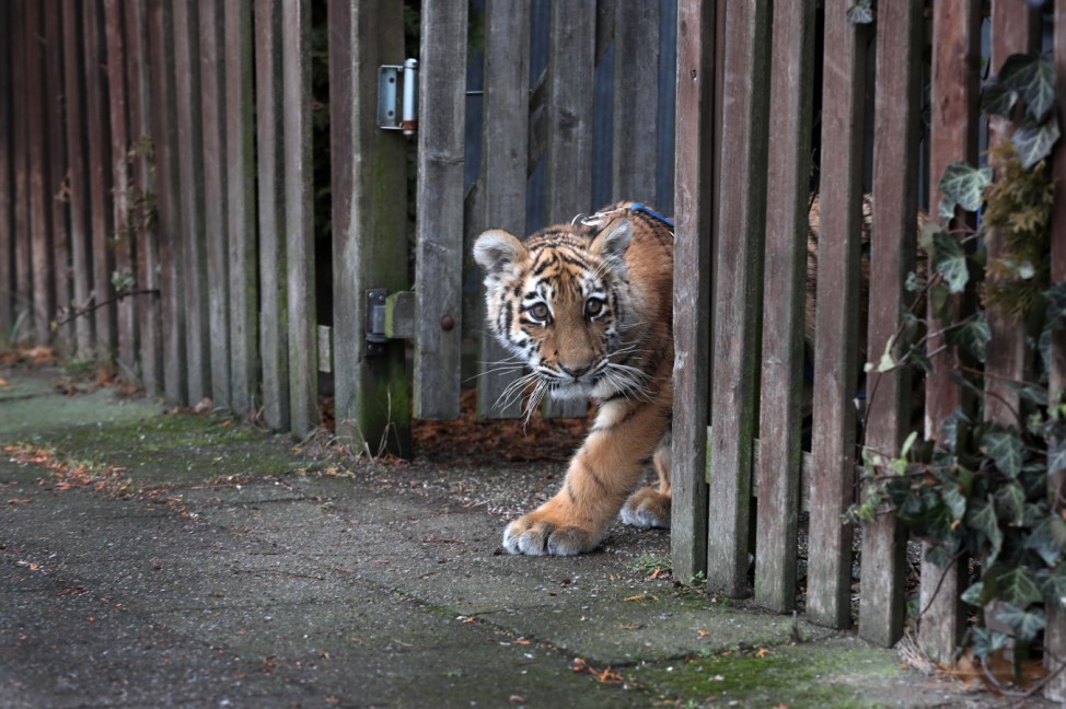 Zirkusfamilie zieht  Tigerkind auf