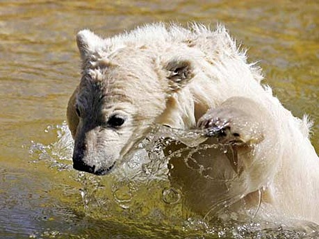 Eisbär Knut; ddp