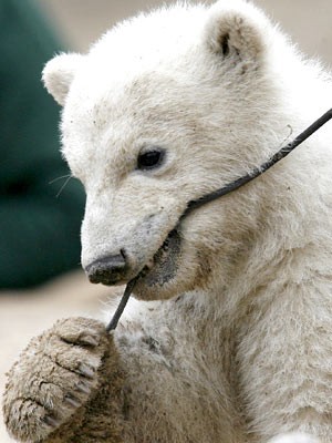 Eisbär Knut; dpa
