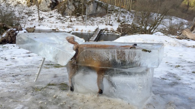 Fuchs in Donau eingefroren