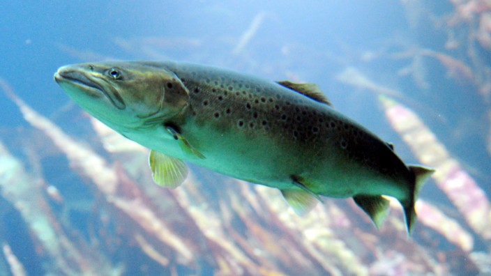Fischindustrie: Die sogenannte Lachslaus und eine Algenplage in Chile bereiten Lachsproduzenten derzeit Probleme.