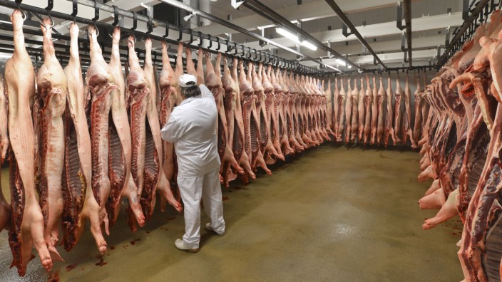 Butcher checking sides of pork in cold store of a slaughterhouse model released Symbolfoto property