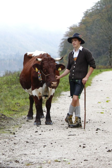 Bavarian farmer brings cows to boat to be transported over Lake Koenigssee