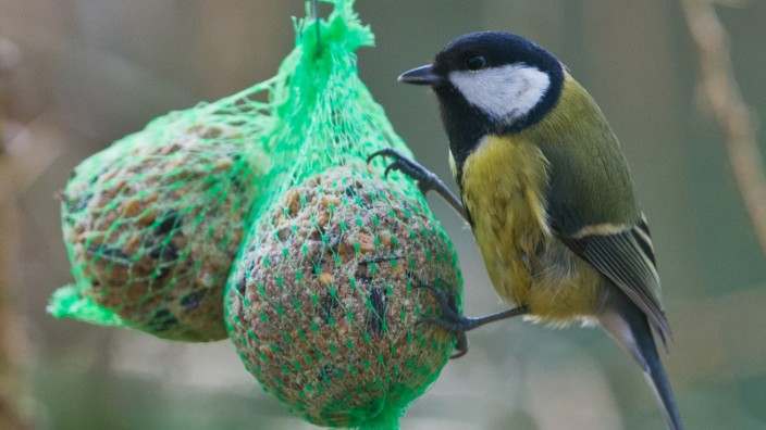 Umweltschutz: Die Kohlmeise war im vergangenen Winter der am häufigsten anzutreffende Vogel im Landkreis Fürstenfeldbruck.