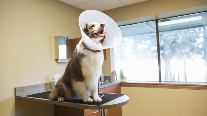 Dog wearing cone collar at vet clinic