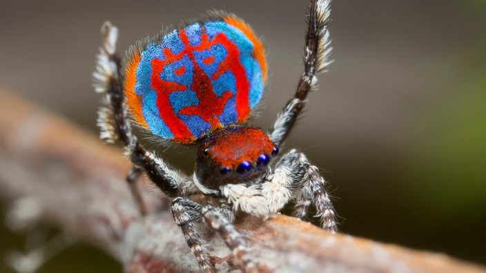 A specimen of the newly-discovered Australian Peacock spider, Maratus Bubo, shows off his colourful abdomen in this undated picture from Australia