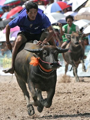 Rennen der Wasserbüffel - Die meisten bleiben auf der Strecke Foto: AFP