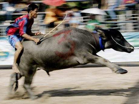 Rennen der Wasserbüffel - Die meisten bleiben auf der Strecke Foto: AP