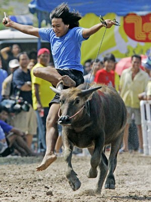 Rennen der Wasserbüffel - Die meisten bleiben auf der Strecke Foto: AP