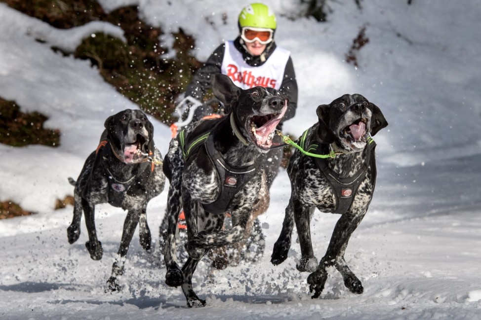 International Dog Sled Race At Todtmoos