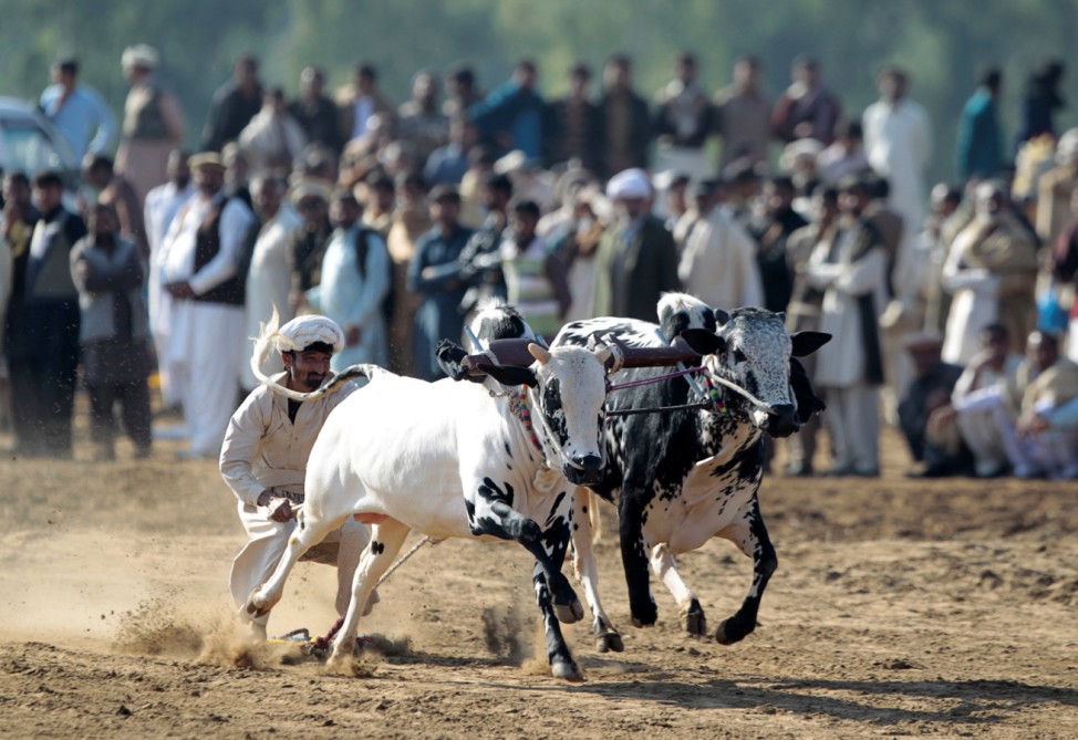 A bull savar (jockey) guides his bulls as he competes in a bull race in Pind Sultani