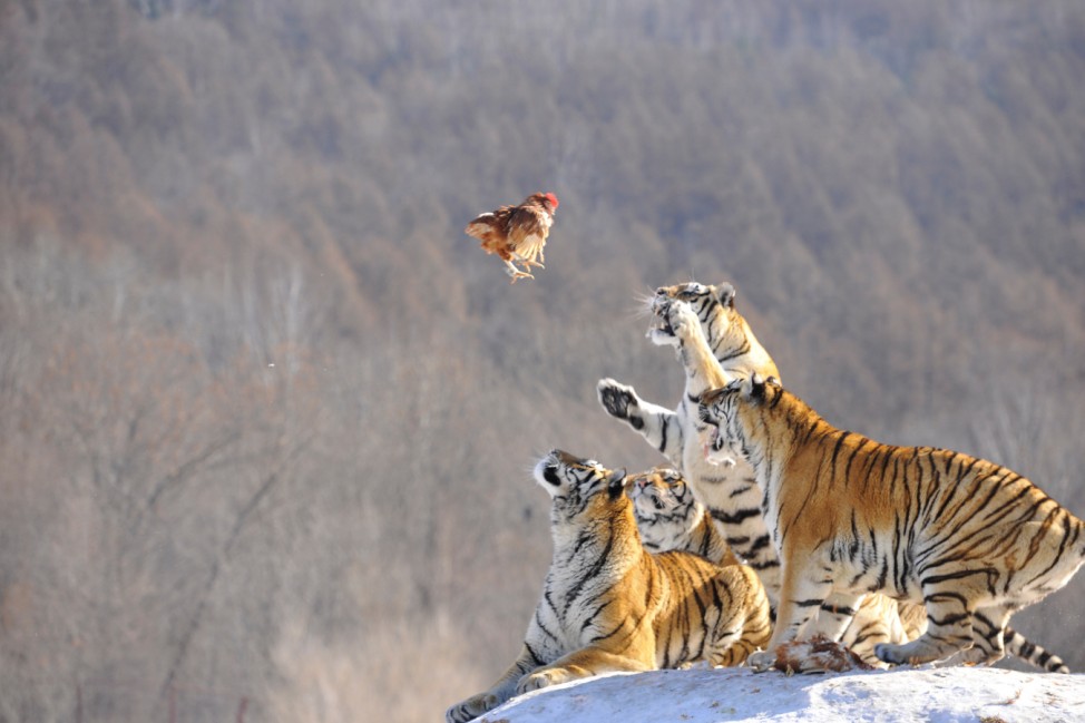 Siberian tigers act to catch prey at a Siberian tigers breeding base in Mudanjiang