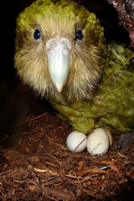 Kakapos in Neuseeland: Einst bevölkerten wahrscheinlich mehrere Millionen Eulenpapageien die Nord- und Südinsel Neuseelands, heute ist sind die Tiere vom Aussterben bedroht.