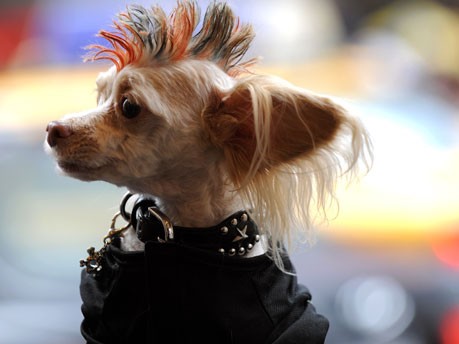 Times Square Dog Day Masquerade;AFP