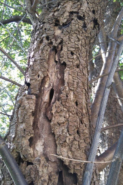 Schädling im Vormarsch: Ein typisches Schadensbild: Der Käfer bohrt tiefe Gänge und bringt Bäume so zum Absterben.