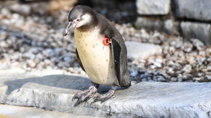 Pinguin Mannheim