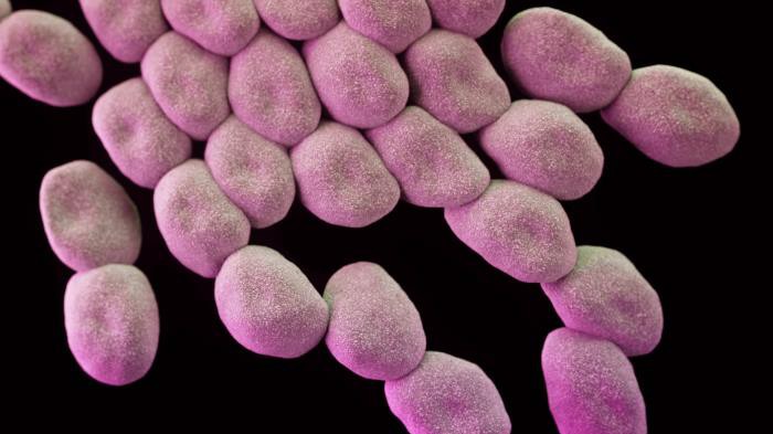 Antibiotika-Resistenz: Acinetobacter im 3D-Modell: "Wir verlieren rasch an Optionen zur Behandlung"